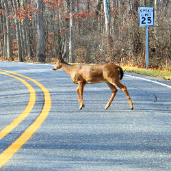 Driving Safely with Nature